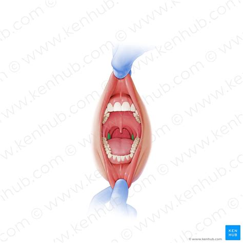 Waldeyer’s Ring: Definition, anatomy and pathology | Kenhub