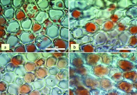 Histology of seed endosperm fat content using Sudan III reagents at ...