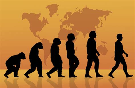 La evolución humana u hominización es el proceso de evolución biológica ...