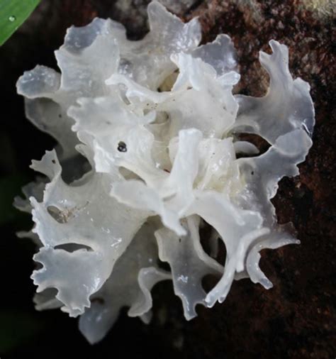 What is Tremella. Not one, not two but three in one. Nature is very ...