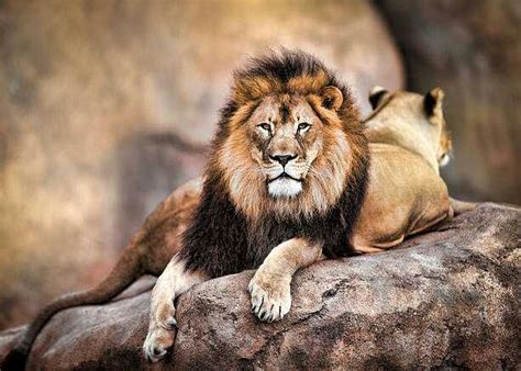 Top Five Endangered Animals In Nigeria. - Top Ten Naija