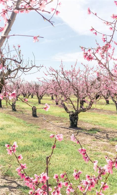 Where to Find Peach Blossoms in California & the Bay Area! | Spring season photography, Peach ...