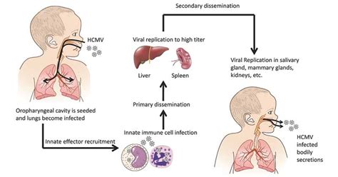 Human Cytomegalovirus- An Overview