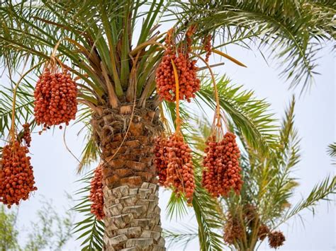 Date Palm Growing - How To Care For A Date Palm Tree | Gardening Know How