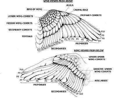 Image result for raven wings anatomy | Lady Knight Illustration Series Refs | Pinterest ...