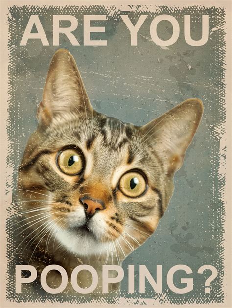 Artistieke ilustratie | Funny Cat: Are You Pooping? | Europosters