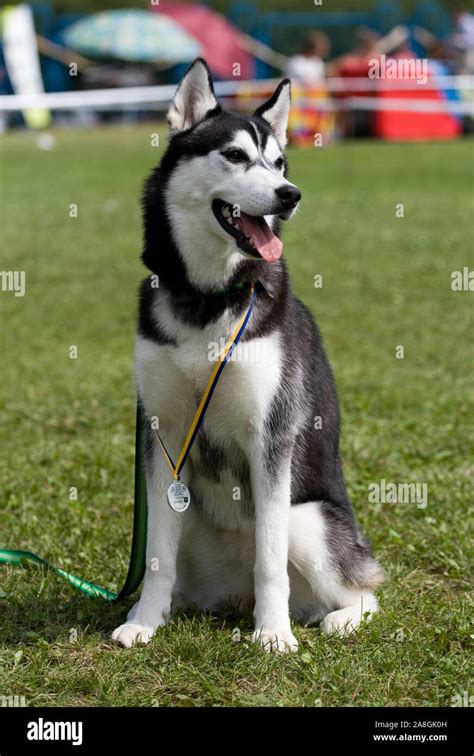 Portrait of female siberian husky on dog show Stock Photo - Alamy