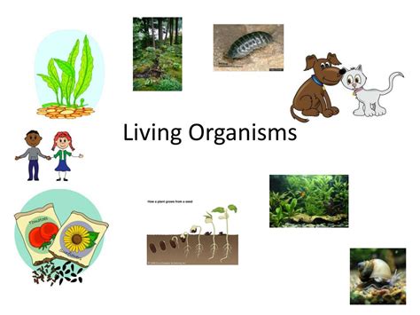 PPT - Living Organisms PowerPoint Presentation, free download - ID:2125773