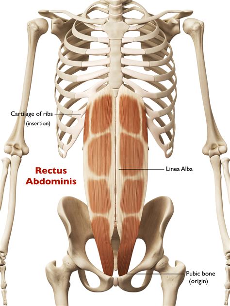 Rectus Abdominis in Yoga: Anatomy of Muscles