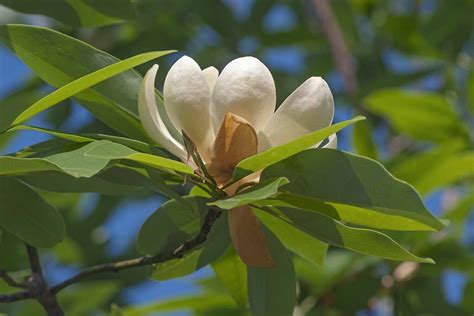 How to Grow and Care for Sweetbay Magnolia Trees (White Laurel)