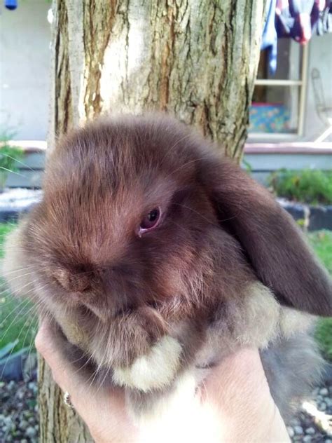 Chocolate mini lop baby boy