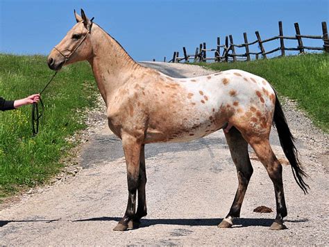 a woman is leading a horse down a dirt road with a harness on it's neck