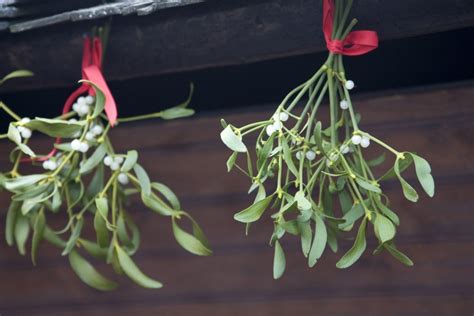 Kissing under the mistletoe? A Christmas tradition explained