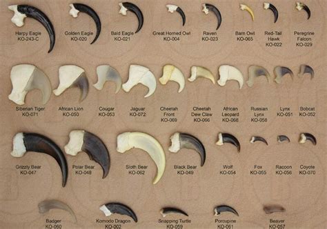 Animal claws comparison: which animal has the biggest claws? - Our Planet