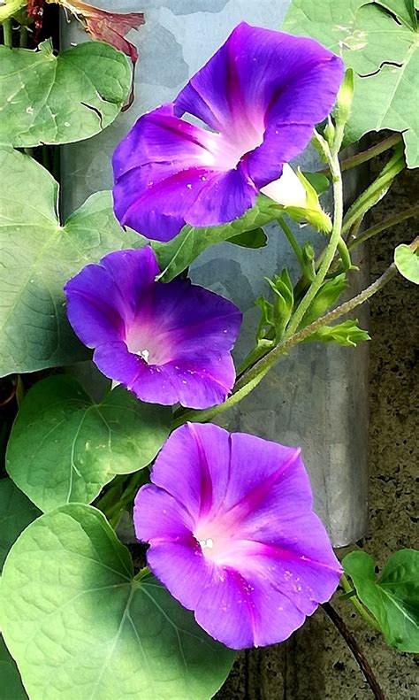 Flowers Nature, Exotic Flowers, Amazing Flowers, Purple Flowers, Beautiful Flowers, Spring ...