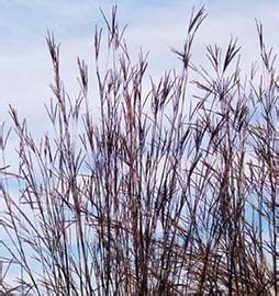 Big Bluestem - Buffalo Brand Seed