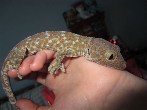 Tokay Gecko Facts and Pictures