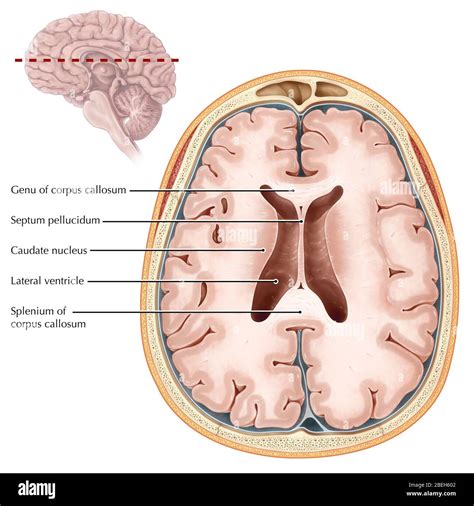 Brain, Transverse Section Stock Photo - Alamy