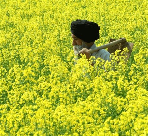 Government of region where half of India's mustard is grown says it won't allow GM seeds even if ...