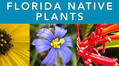 FLORIDA NATIVE PLANTS - YouTube