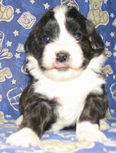 Close Up - Kylie the Corgipoo Puppy is sitting on a purple backdrop with rubber ducks, trains ...