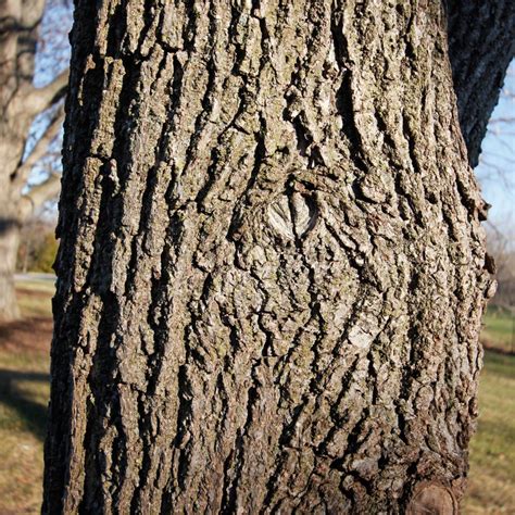 Identifying Trees in Winter – My Chicago Botanic Garden