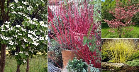 26 Different Types of Dogwood Tree Varieties