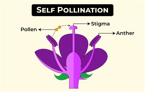 Types of Pollination - Self and Cross Pollination - GeeksforGeeks