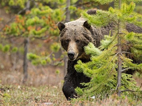 Grizzly Bear Hunting | Outdoor Life