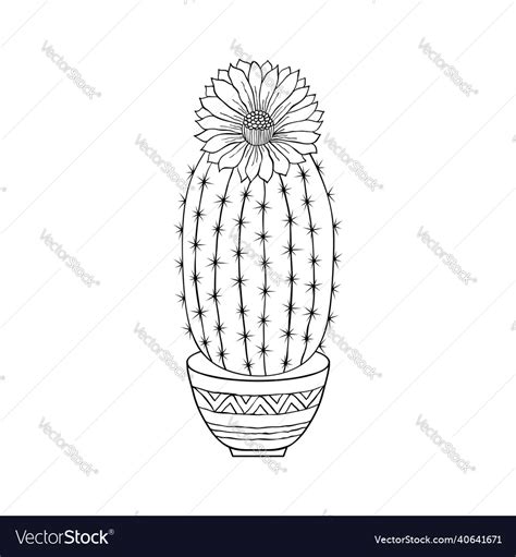 Cactus in doodle style Royalty Free Vector Image