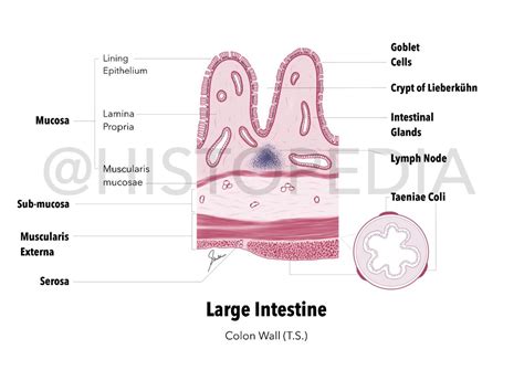 Colon/Large Intestine Histology Diagram | Large intestine, Colon, Intestines