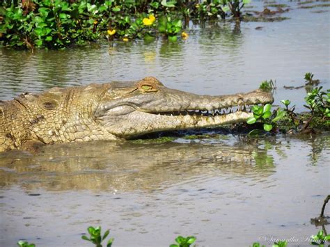 A juvenile Orinoco crocodile that was rewilded as part of conservation efforts makes an ...