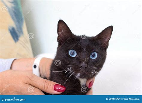 Black Cat with Blue Eyes Closeup Portrait Stock Image - Image of feline ...