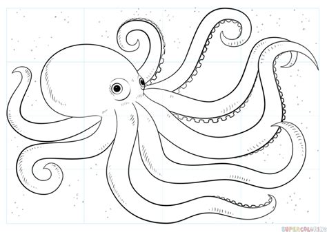 Giant Octopus Drawing