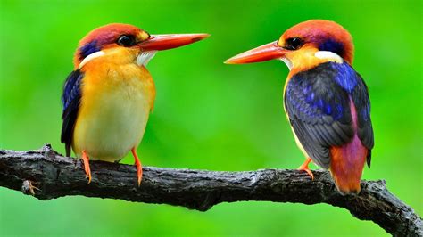 Colorful Birds Wallpapers - Top Free Colorful Birds Backgrounds ...