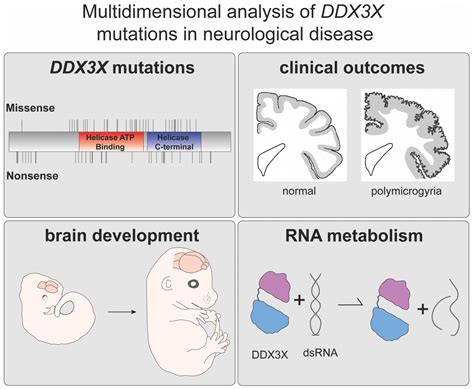 RNA regulation and disease – The Silver Lab