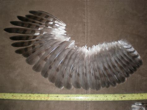 left cooper's hawk wing feathers | Hawk wings, Cooper's hawk, Feather