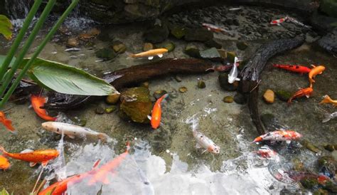 13 Best Types of Backyard Pond Fish | Aqua Movement