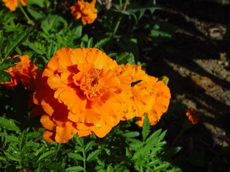 Free picture: orange, marigolds, clarkson