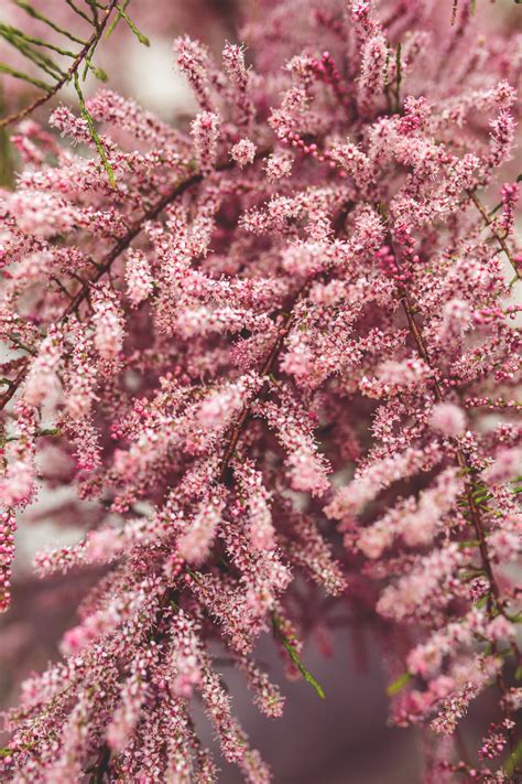 Free Images : tree, nature, branch, leaf, flower, petal, bush, food ...