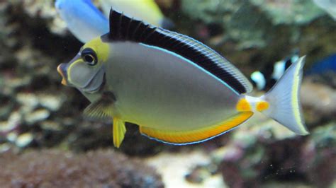 Naso Tang | REEF2REEF Saltwater and Reef Aquarium Forum