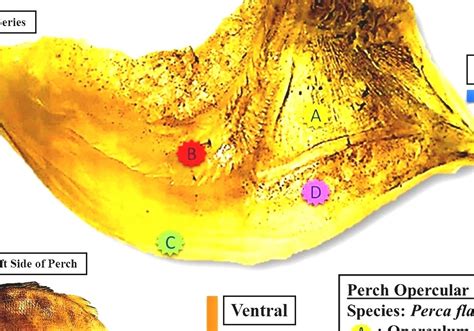 Operculum (fish) - Operculum In Fish