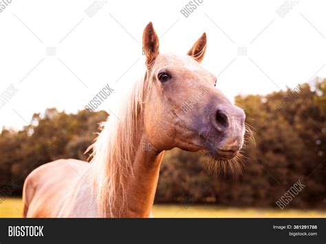 Palomino Stallion Image & Photo (Free Trial) | Bigstock