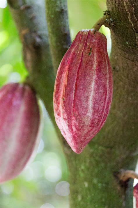 Growing Cocoa Pods Free Stock Photo - Public Domain Pictures