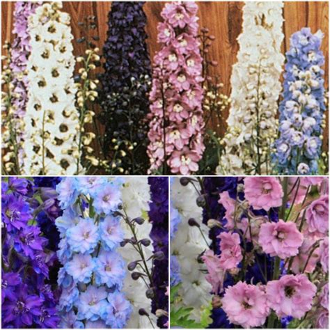 50 Delphinium Seeds Double Delphinium Mixed Color Delphinium | Etsy