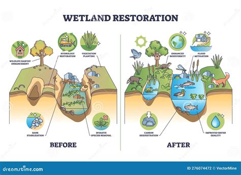 Wetland Restoration And Reviving Ecosystems For Environment Outline Diagram Vector Illustration ...