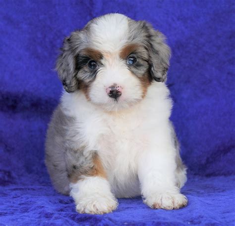 Mini Aussiedoodle For Sale Millersburg, OH Female- Darla – AC Puppies LLC