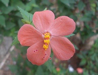 Hibiscus - Wikipedia