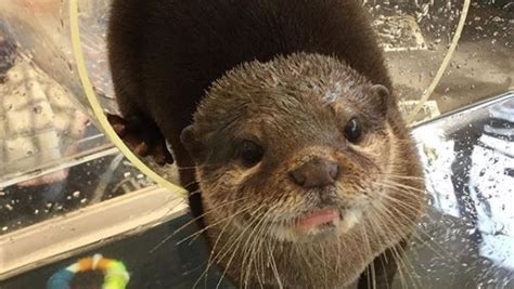 Japan's otter and owl cafes are Instagram hotspots, but experts warn of 'a lifetime of cruelty ...