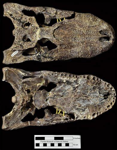 Alligator olseni – Florida Vertebrate Fossils